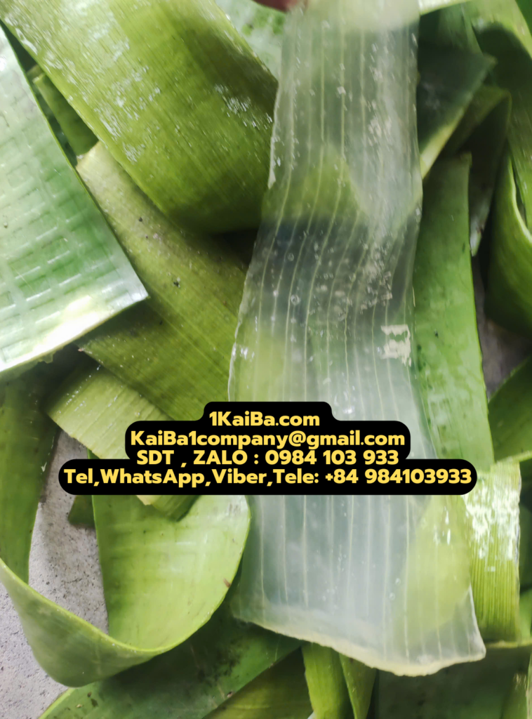 Aloe Vera Peeling Machine