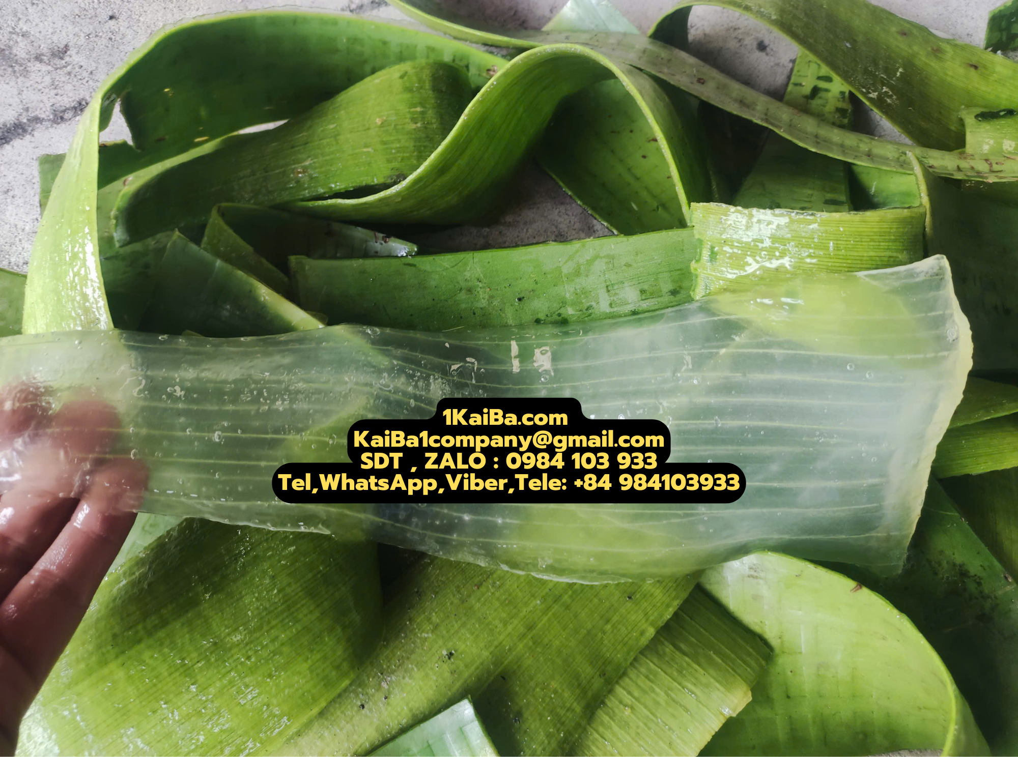 Aloe Vera Peeling Machine